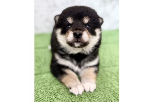 成約済の埼玉県の柴犬-393668の4枚目