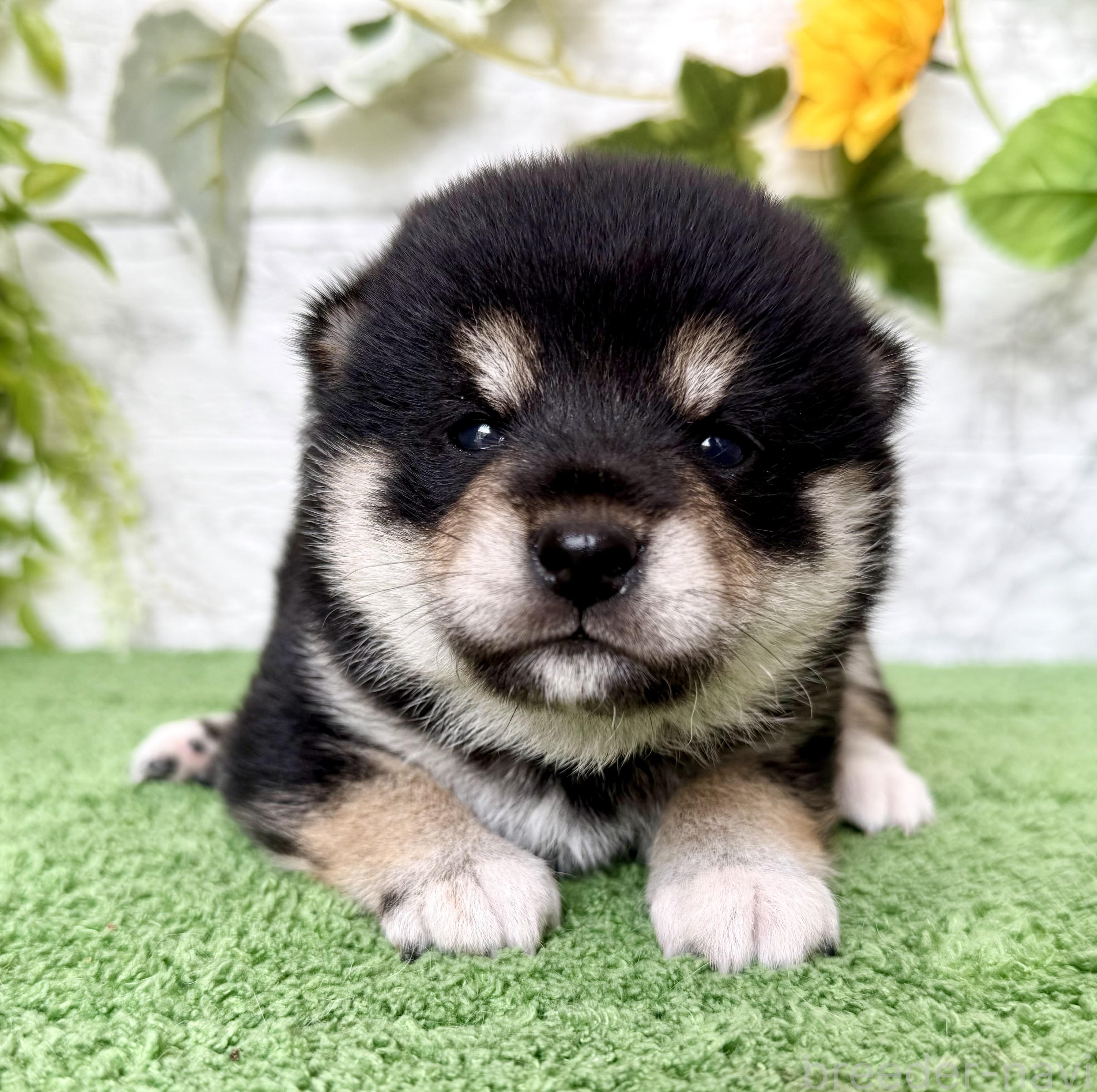 成約済の埼玉県の柴犬-393668の1枚目