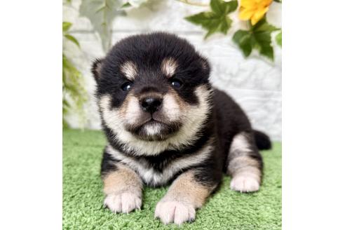 成約済の埼玉県の柴犬-393668の3枚目