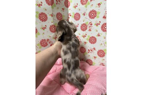 販売中の愛知県のミニチュアダックスフンド(ロングヘアード)-395086の5枚目