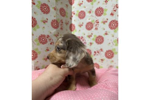 販売中の愛知県のミニチュアダックスフンド(ロングヘアード)-395086の2枚目