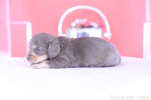 販売中の愛知県のカニンヘンダックスフンド(ロングヘアード)-395087の4枚目