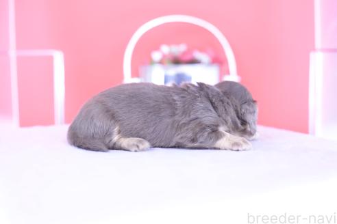 販売中の愛知県のカニンヘンダックスフンド(ロングヘアード)-395087の3枚目