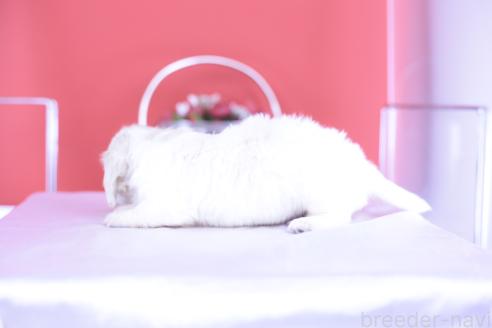 販売中の愛知県のカニンヘンダックスフンド(ロングヘアード)-395092の4枚目