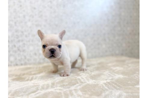販売中の東京都のフレンチブルドッグ-395096の3枚目