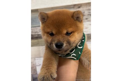 販売中の茨城県の豆柴-395093の3枚目
