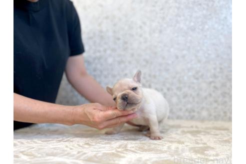 販売中の東京都のフレンチブルドッグ-395098の4枚目