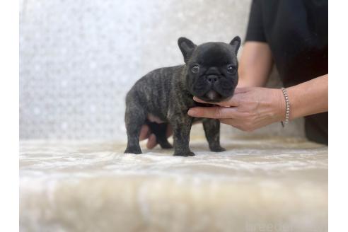 販売中の東京都のフレンチブルドッグ-395100の7枚目