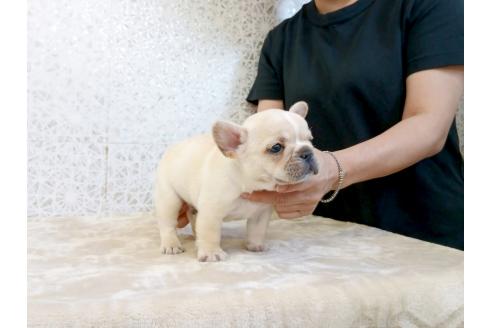 販売中の東京都のフレンチブルドッグ-395102の5枚目