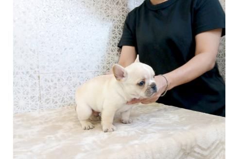 販売中の東京都のフレンチブルドッグ-395102の4枚目