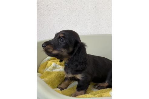 販売中の沖縄県のミニチュアダックスフンド(ロングヘアード)-393382の6枚目