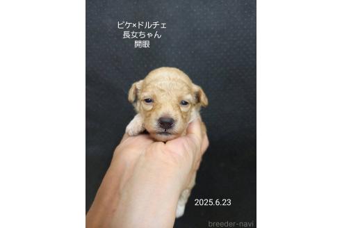 成約済の大阪府のタイニープードル-392207の5枚目