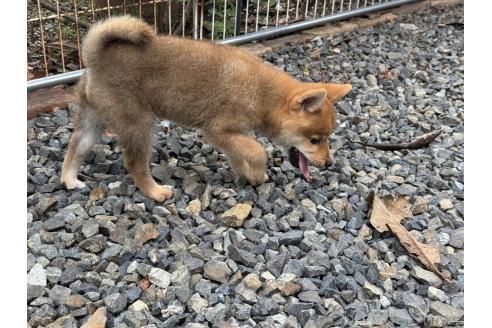 販売中の岡山県の柴犬-386668の5枚目
