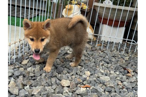 販売中の岡山県の柴犬-386668の4枚目