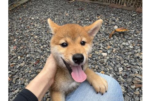 販売中の岡山県の柴犬-386668の1枚目