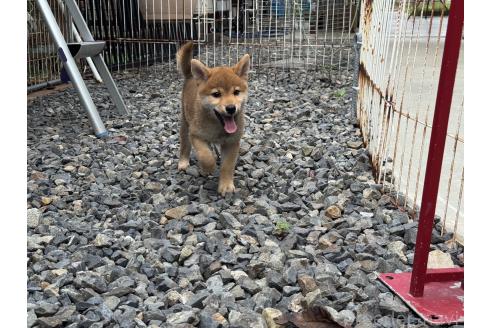 販売中の岡山県の柴犬-386668の3枚目