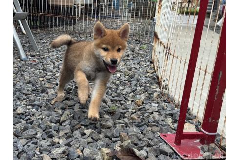 販売中の岡山県の柴犬-386668の2枚目