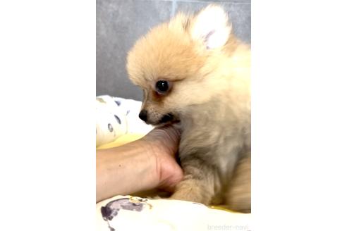 販売中の奈良県のポメラニアン-395117の10枚目