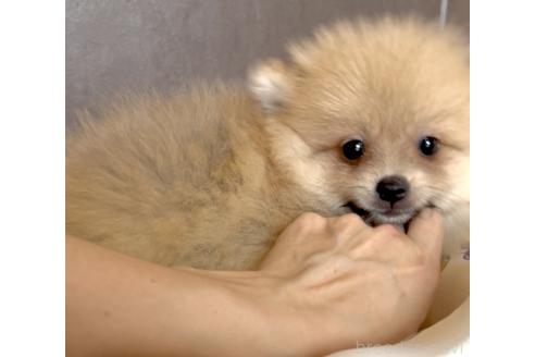 販売中の奈良県のポメラニアン-395117の6枚目