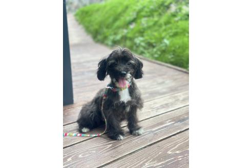 販売中の山口県のミックス犬-381603