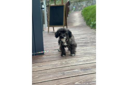 販売中の山口県のミックス犬-381603の4枚目