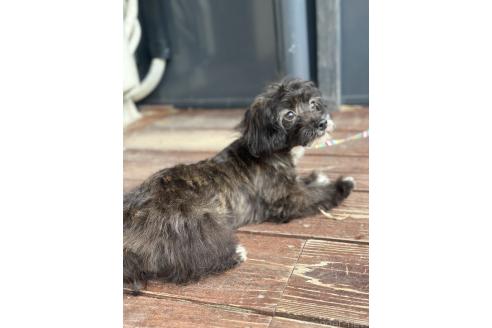 販売中の山口県のミックス犬-381603の3枚目