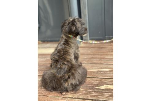 販売中の山口県のミックス犬-381603の2枚目