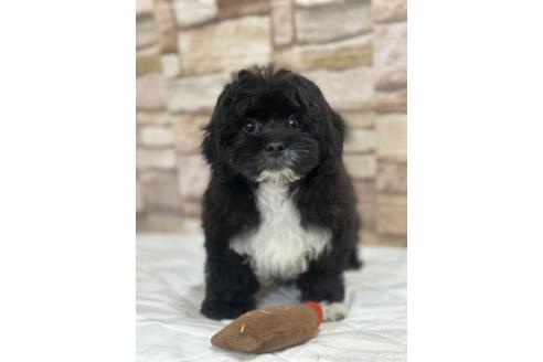 販売中の山口県のミックス犬-387249の1枚目