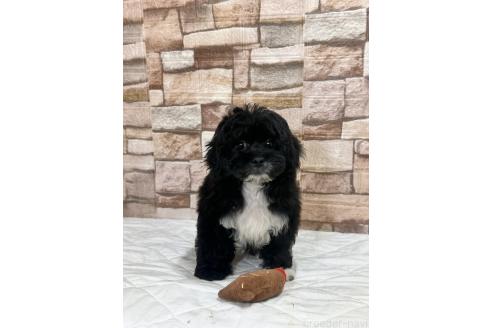 販売中の山口県のミックス犬-387249の3枚目