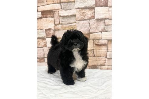 販売中の山口県のミックス犬-387249の2枚目