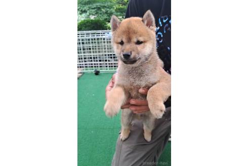 販売中の熊本県の豆柴-395120の3枚目