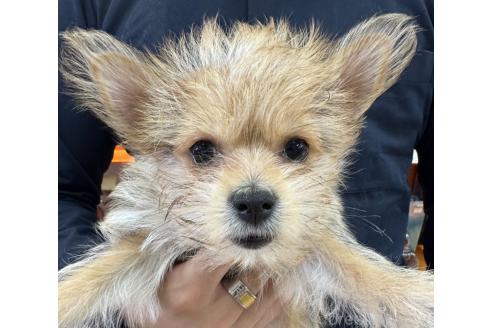 販売中の青森県のミックス犬-395123の1枚目