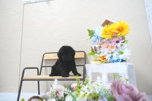 販売中の滋賀県のトイプードル-395125の2枚目