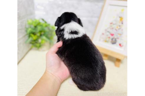 販売中の岐阜県のボーダーコリー-395126の3枚目