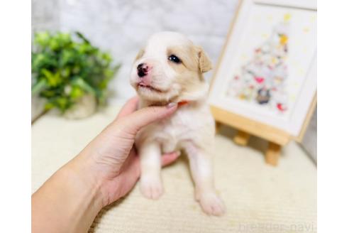 商談中の岐阜県のボーダーコリー-395128の5枚目