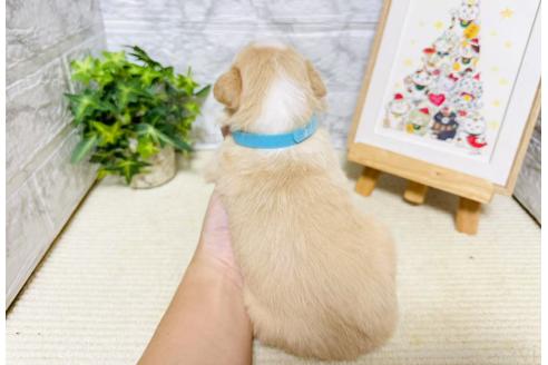 販売中の岐阜県のボーダーコリー-395129の3枚目