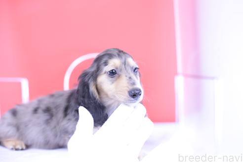 販売中の愛知県のカニンヘンダックスフンド(ロングヘアード)-389008の4枚目