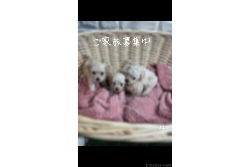 販売中の愛知県のトイプードル-395132の7枚目