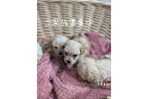販売中の愛知県のトイプードル-395132の6枚目