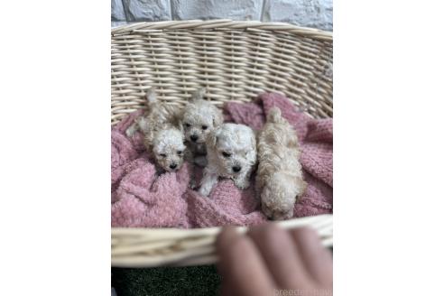 販売中の愛知県のトイプードル-395132の4枚目