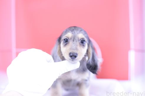 販売中の愛知県のカニンヘンダックスフンド(ロングヘアード)-389009の11枚目