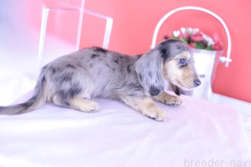 販売中の愛知県のカニンヘンダックスフンド(ロングヘアード)-389009の4枚目