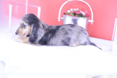販売中の愛知県のカニンヘンダックスフンド(ロングヘアード)-389009の2枚目