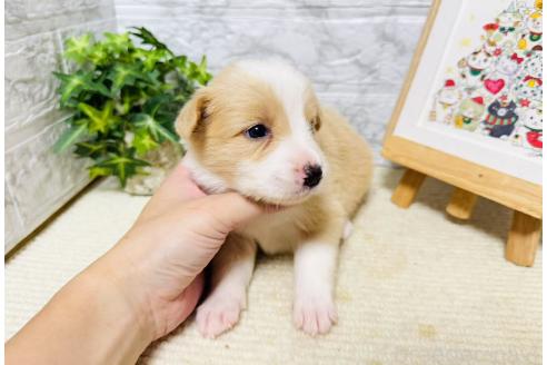 販売中の岐阜県のボーダーコリー-395134の7枚目
