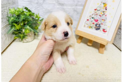 販売中の岐阜県のボーダーコリー-395134の5枚目