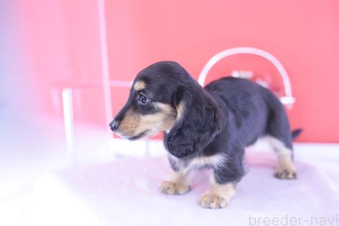 成約済の愛知県のカニンヘンダックスフンド(ロングヘアード)-389010の2枚目