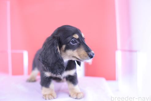 販売中の愛知県のカニンヘンダックスフンド(ロングヘアード)-389011の8枚目
