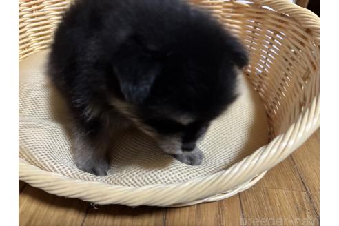 成約済の千葉県のポメラニアン-390880の3枚目