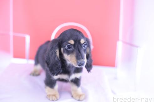 販売中の愛知県のカニンヘンダックスフンド(ロングヘアード)-389011の6枚目