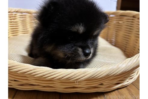 成約済の千葉県のポメラニアン-390882の2枚目